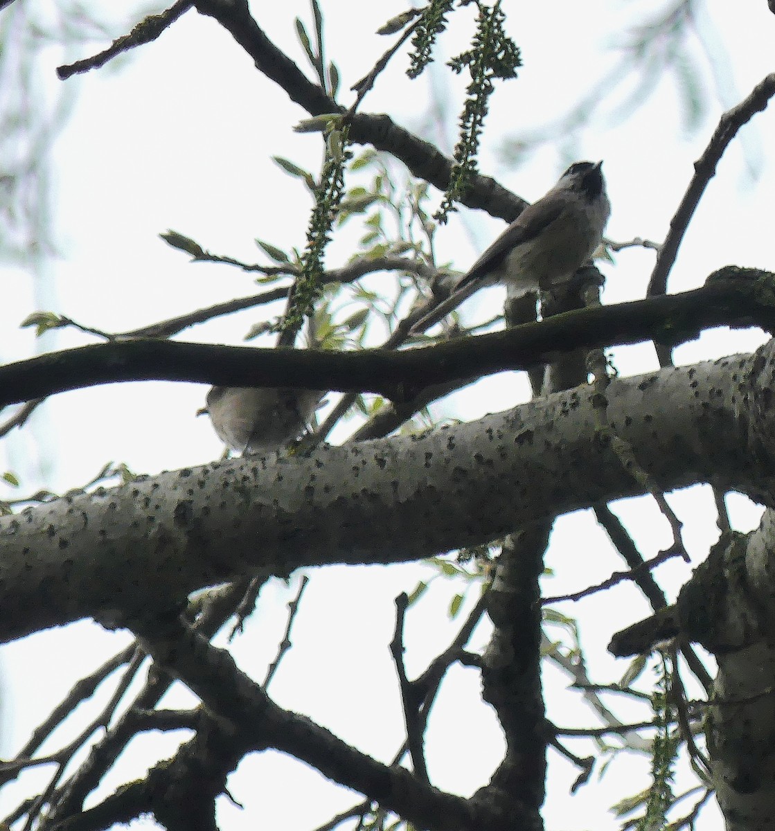 Marsh Tit - ML616734398