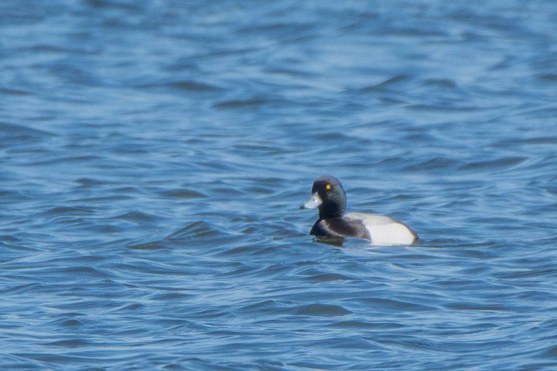 Greater Scaup - Sylvie Desmeules