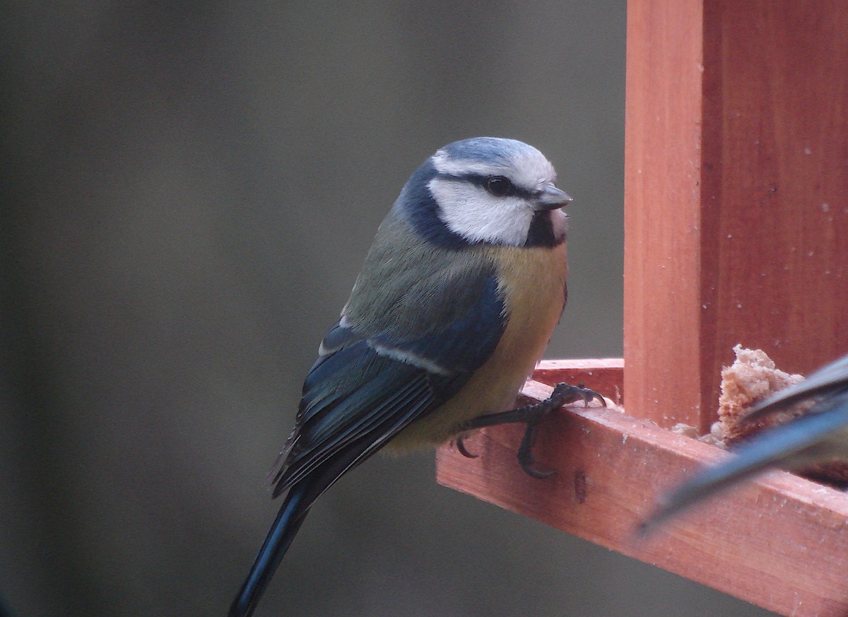 Mésange bleue - ML616734472