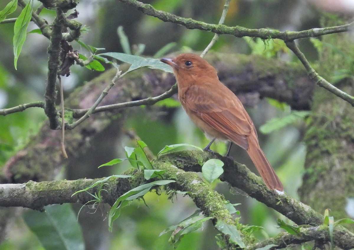 Rufous Mourner - Rachel Harvey