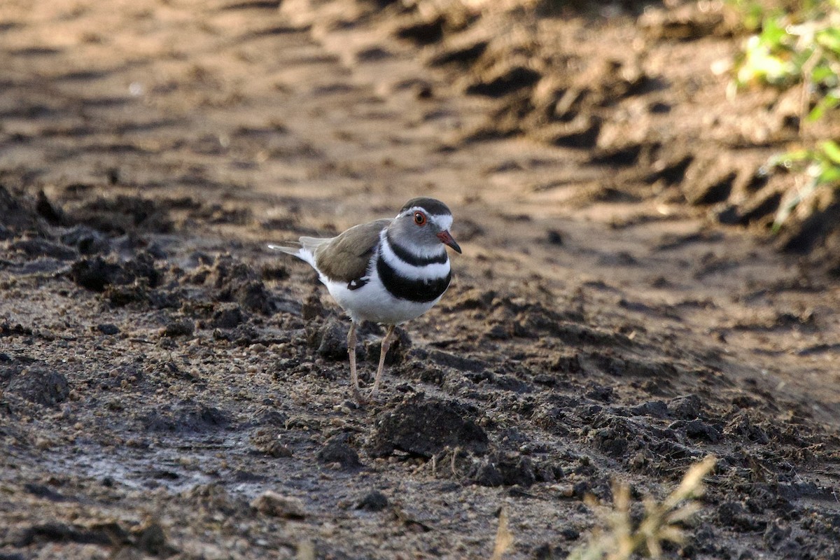 Three-banded Plover - ML616734485