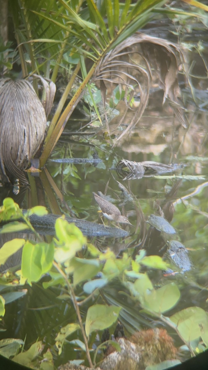 Solitary Sandpiper - ML616734488