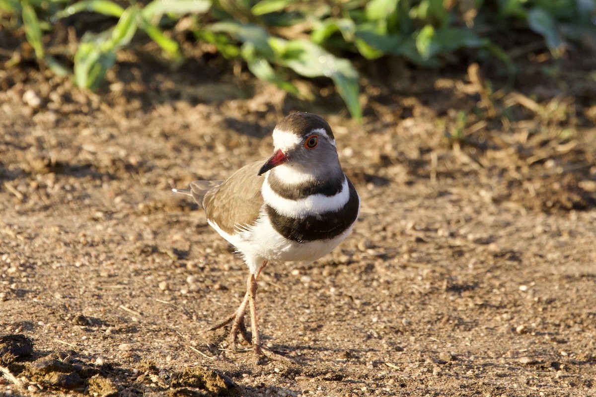 Three-banded Plover - ML616734518