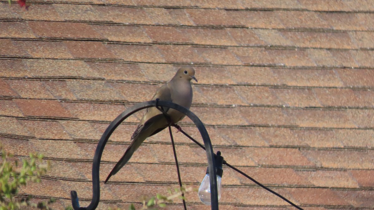 Mourning Dove - Brian Nothhelfer