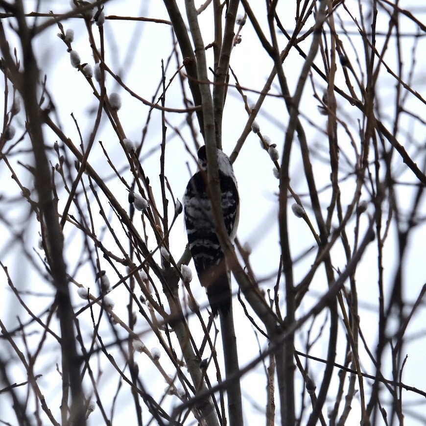 Lesser Spotted Woodpecker - Anna Ogiiko