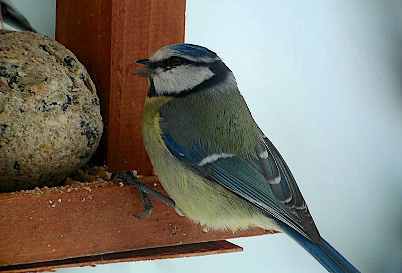 Eurasian Blue Tit - ML616734538