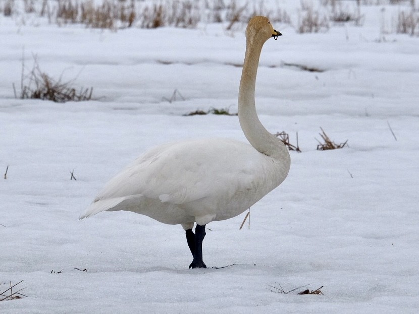 Whooper Swan - ML616734541