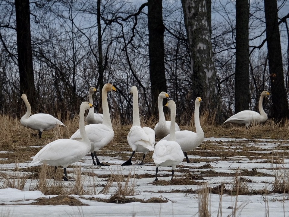 Whooper Swan - Anna Ogiiko