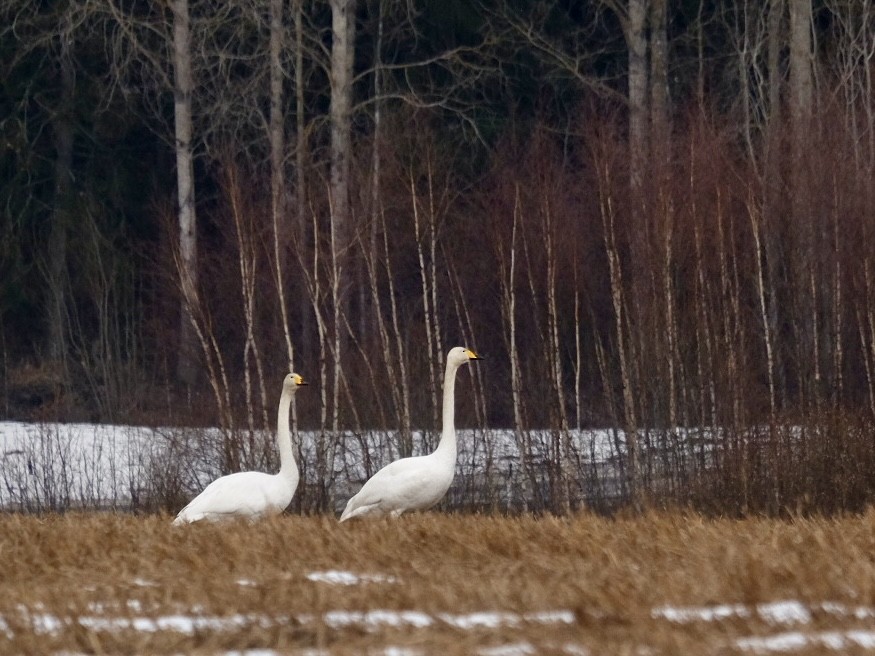 Whooper Swan - ML616734544