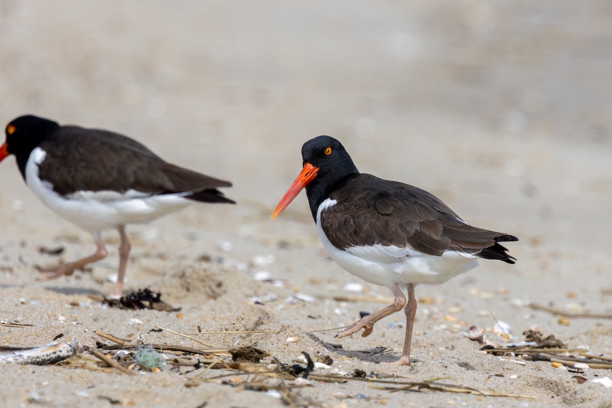 American Oystercatcher - Kalpesh Krishna