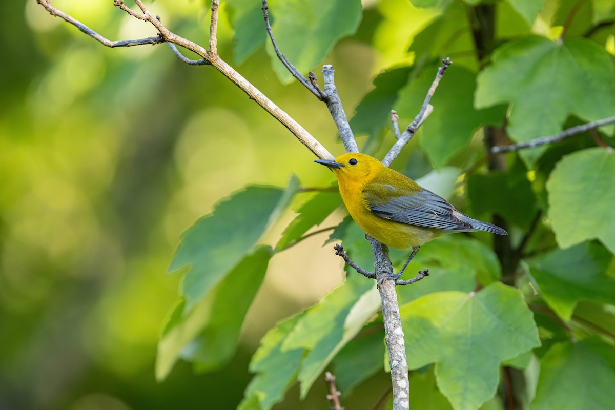 Prothonotary Warbler - Jack Rogers