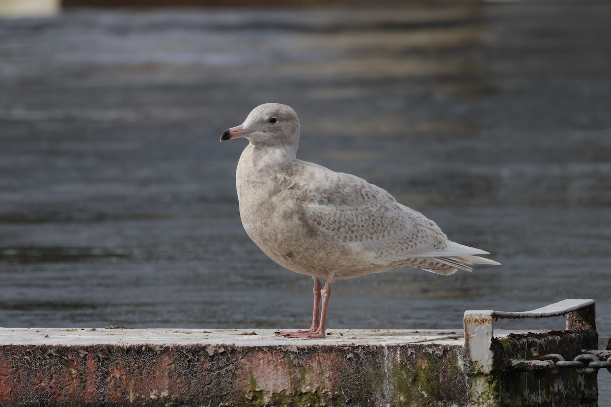 Glaucous Gull - ML616734637