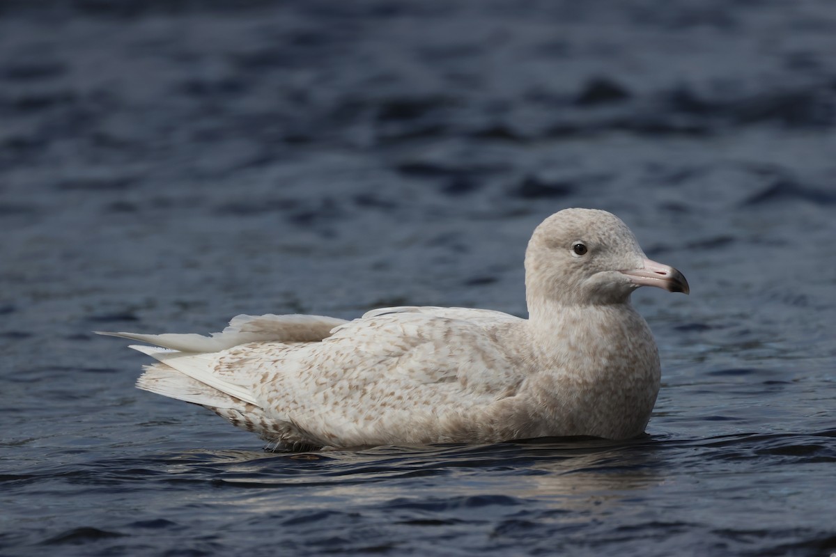 Glaucous Gull - ML616734638