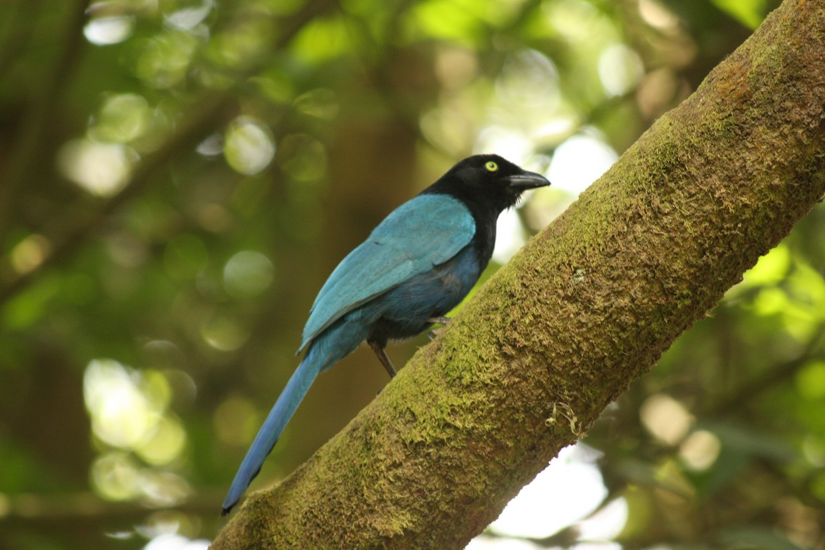 Bushy-crested Jay - ML616734681