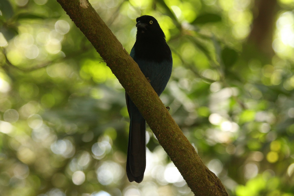 Bushy-crested Jay - ML616734682