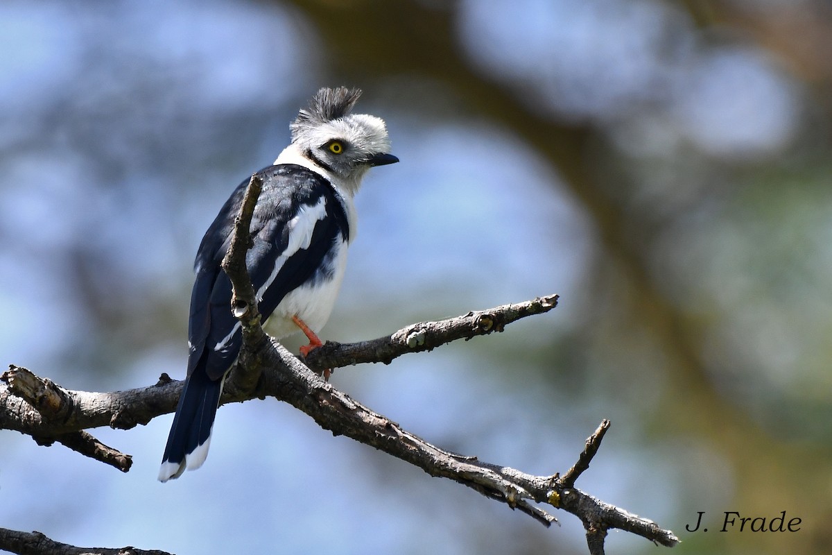 Gray-crested Helmetshrike - ML616734700