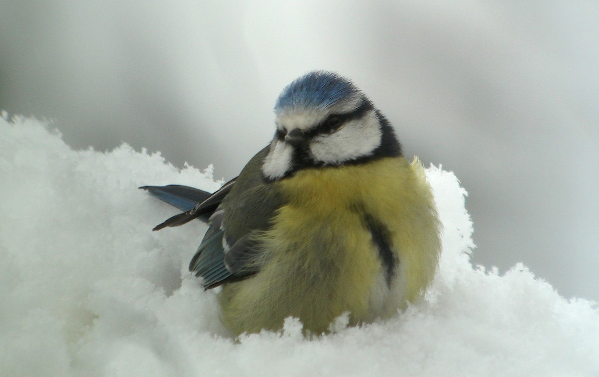 Eurasian Blue Tit - ML616734707