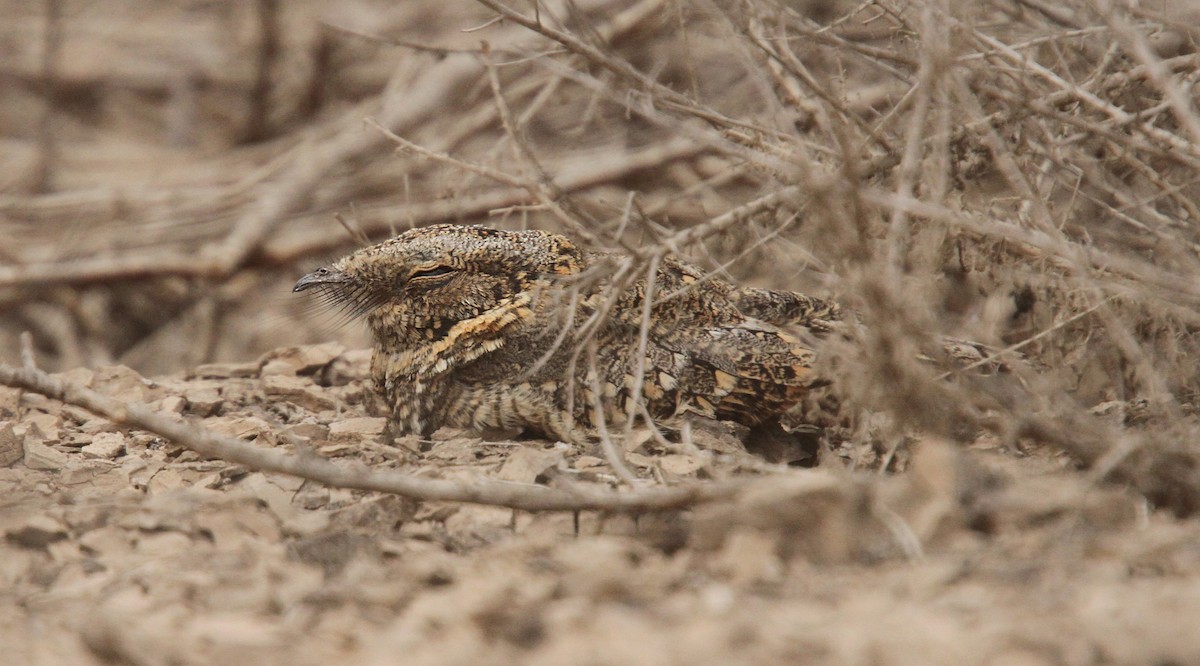 Tschudi's Nightjar - Luke Seitz