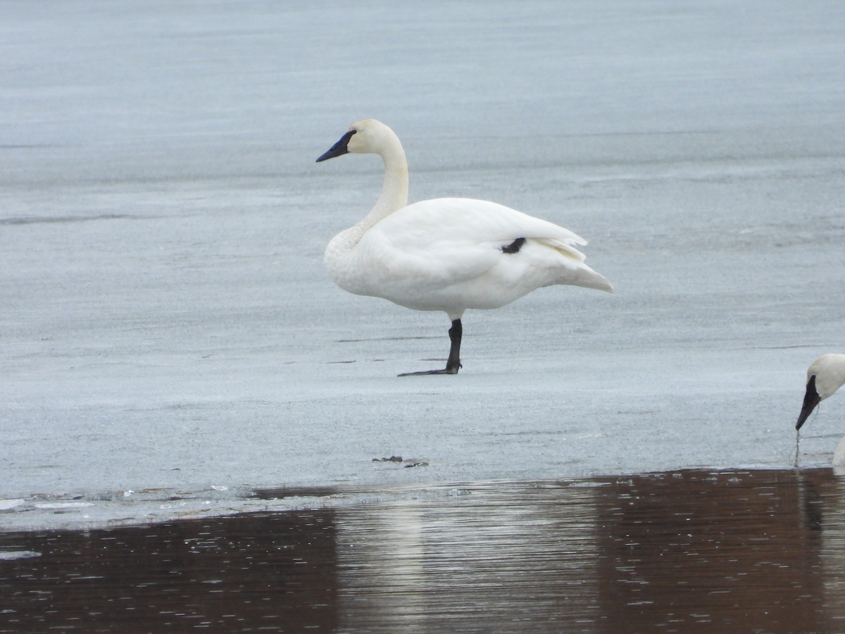 Cisne Trompetero - ML616734760