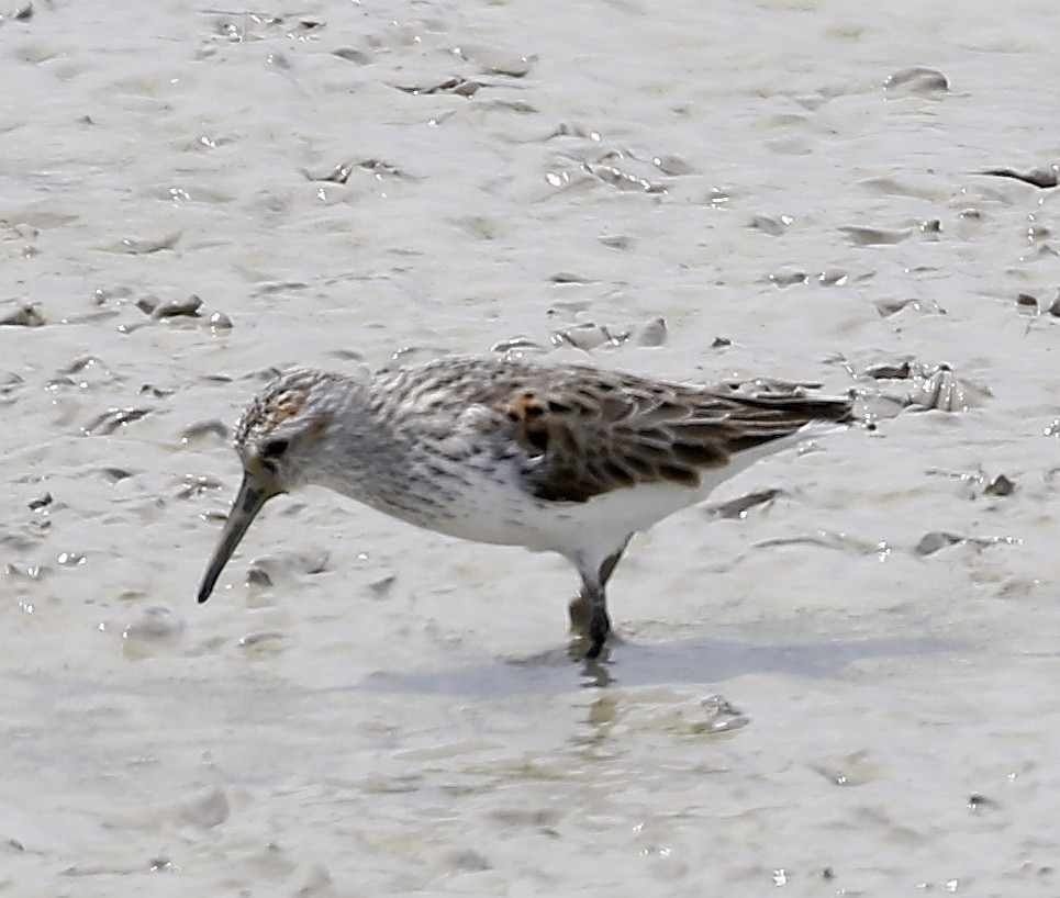 Western Sandpiper - ML616734764