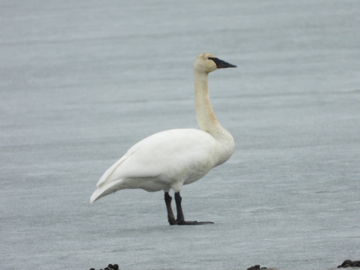 Cisne Trompetero - ML616734772