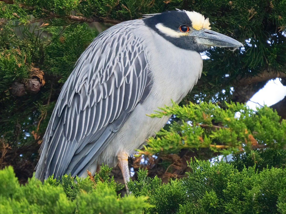 Yellow-crowned Night Heron - ML616734783