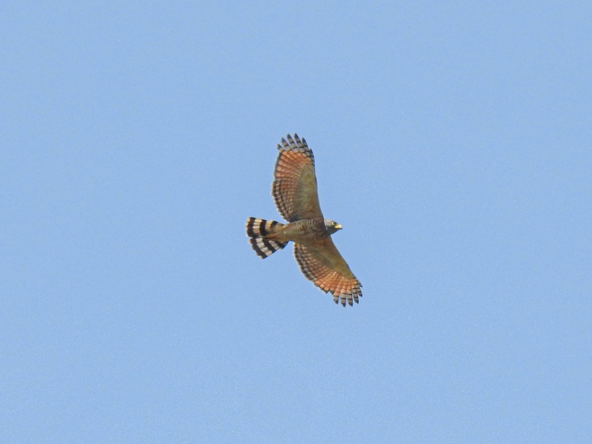 Roadside Hawk - ML616734850