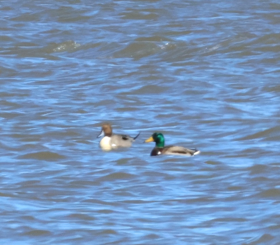 Northern Pintail - Daniel Emlin