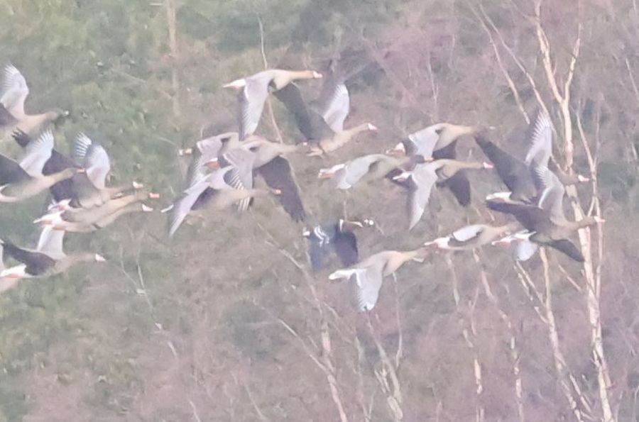 Red-breasted Goose - ML616734897