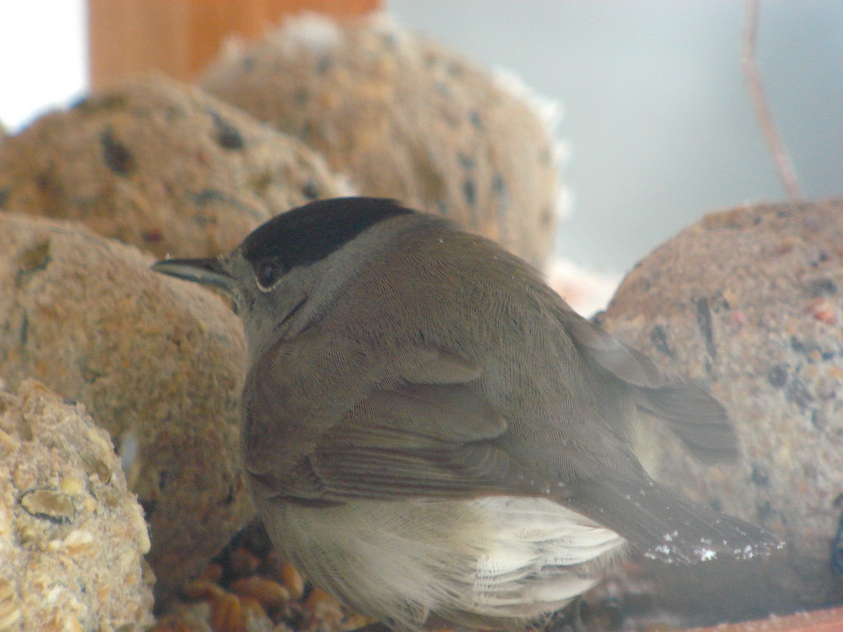 Eurasian Blackcap - ML616734924