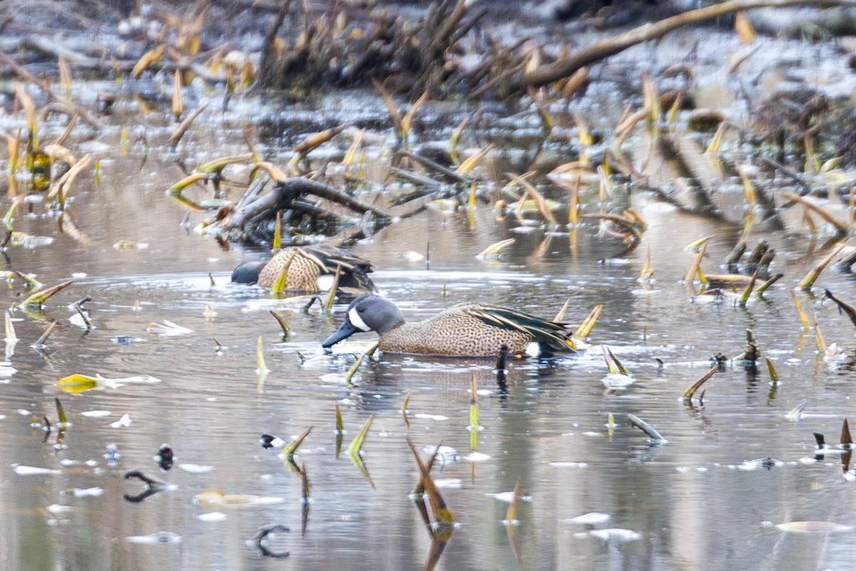 Blue-winged Teal - ML616734931