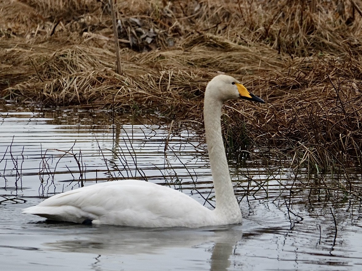 Whooper Swan - Anna Ogiiko