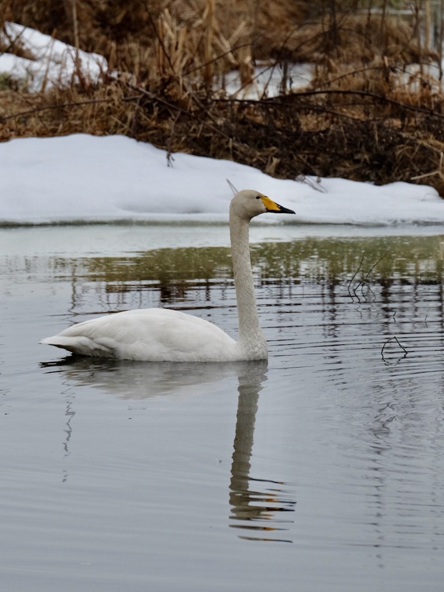 Whooper Swan - Anna Ogiiko