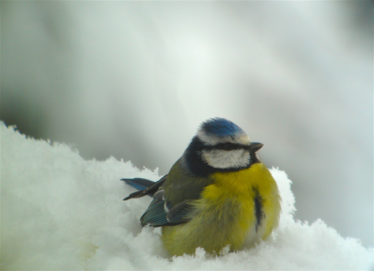 Eurasian Blue Tit - ML616734972