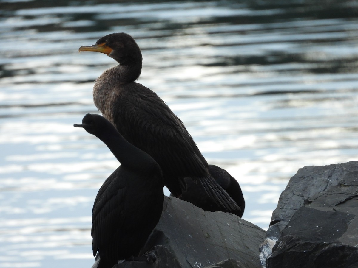 Double-crested Cormorant - Robert Gervais