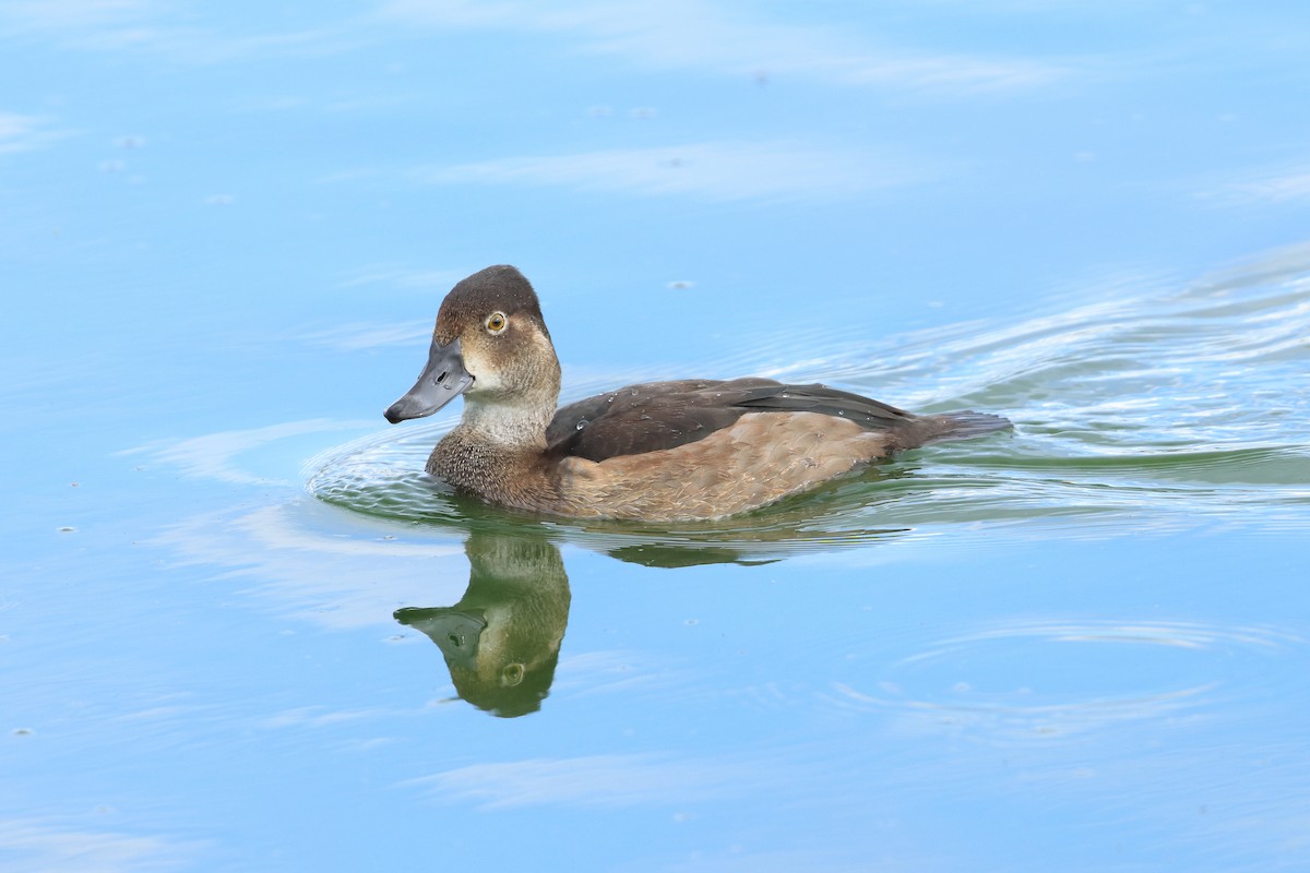 Ring-necked Duck - Vincent Van Den Nouland