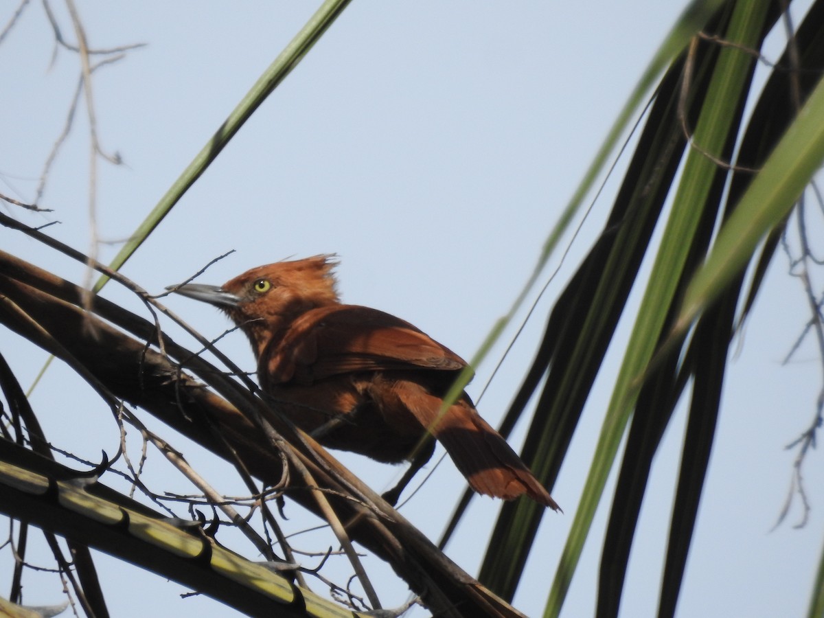 Caatinga Cacholote - ML616734988