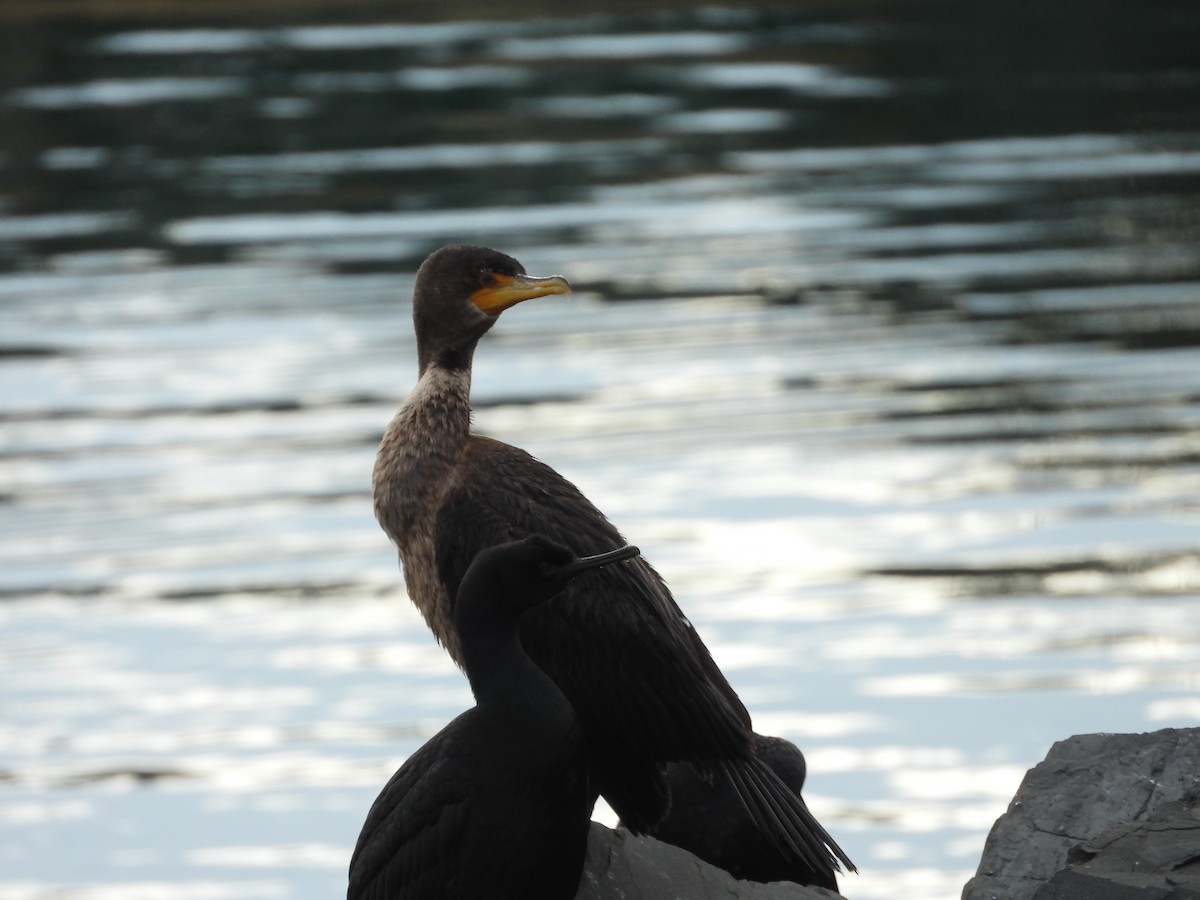 Double-crested Cormorant - Robert Gervais