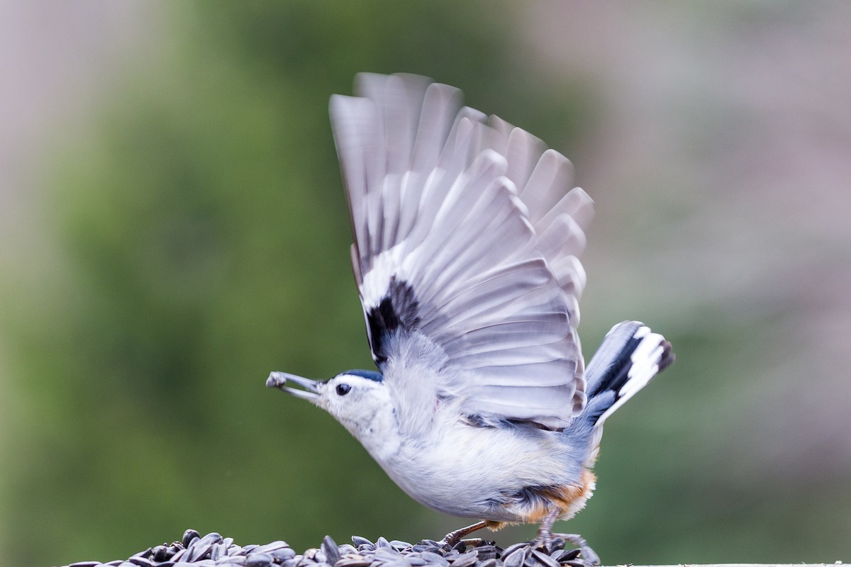 White-breasted Nuthatch - ML616735006