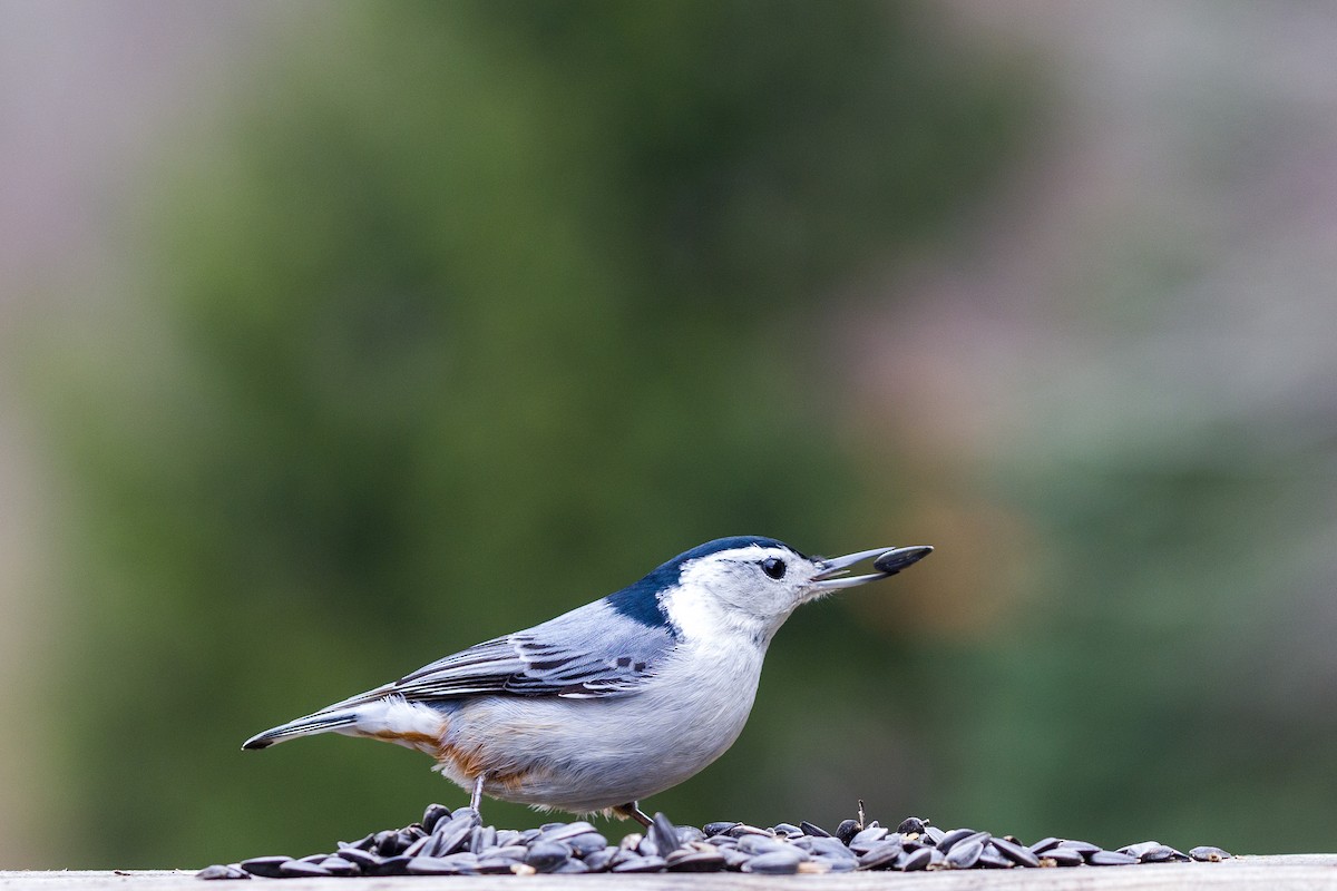 White-breasted Nuthatch - ML616735007