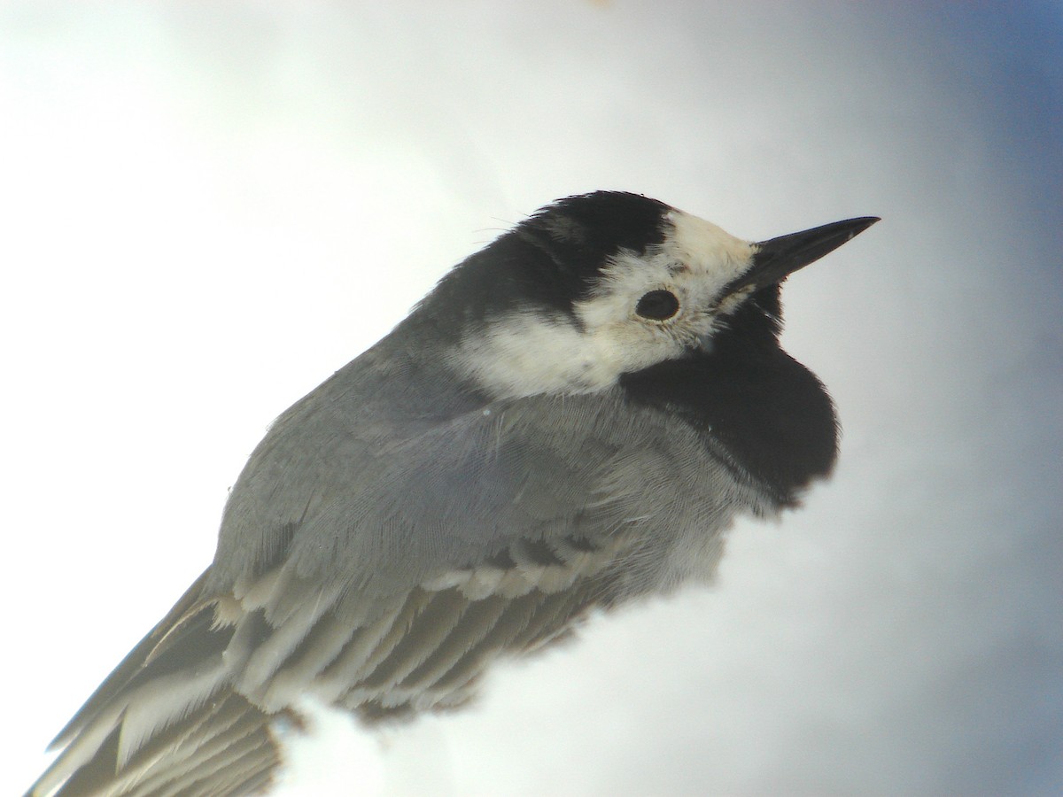 White Wagtail - ML616735016