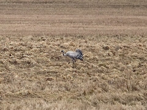 Common Crane - ML616735018