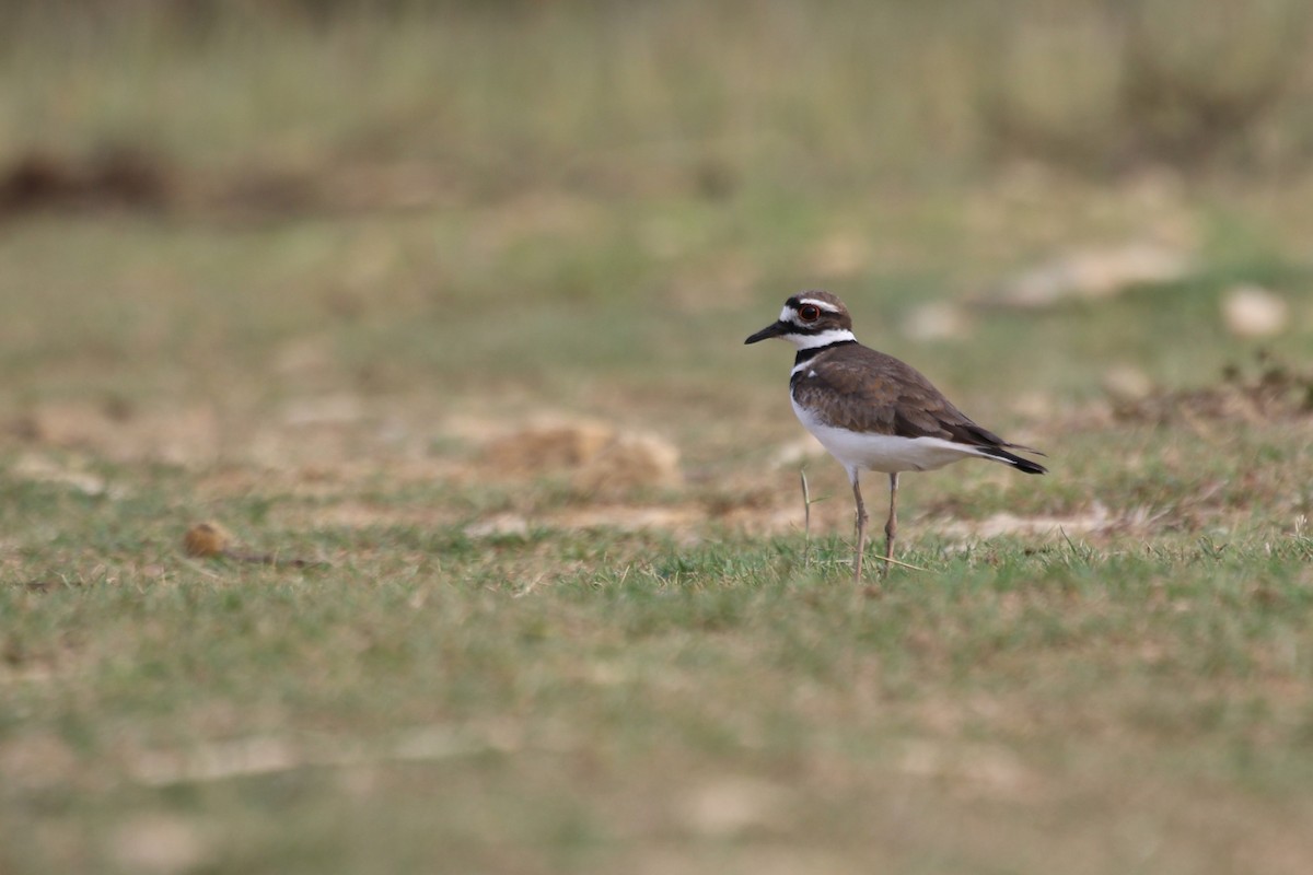 Killdeer - ML616735027