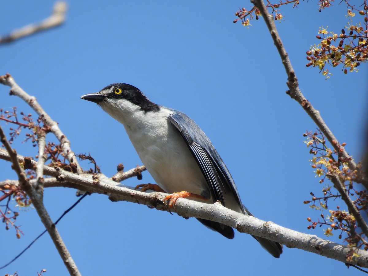 Hooded Tanager - ML616735032