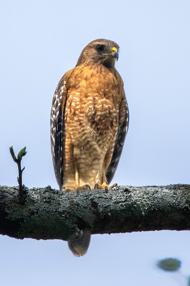 Red-shouldered Hawk - ML616735033