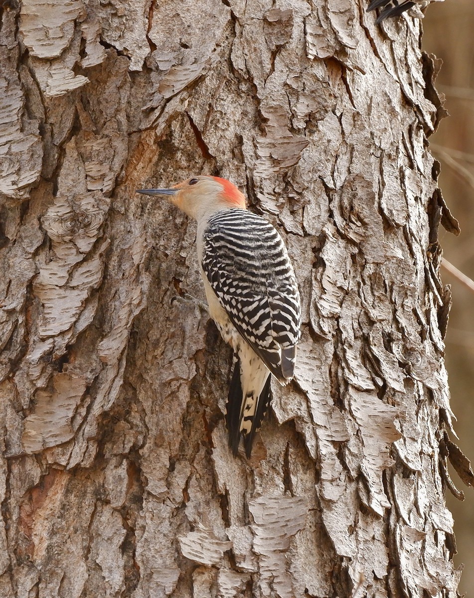 Red-bellied Woodpecker - ML616735071