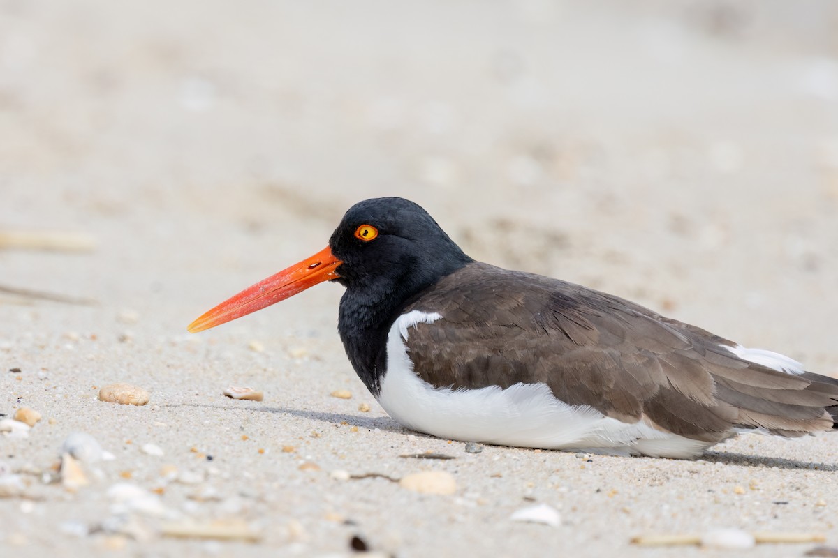 American Oystercatcher - Kalpesh Krishna