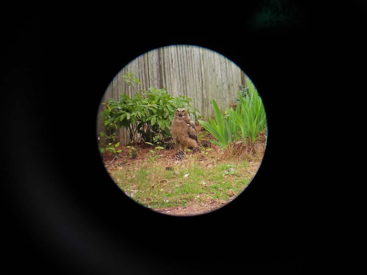 Great Horned Owl - ML616735082