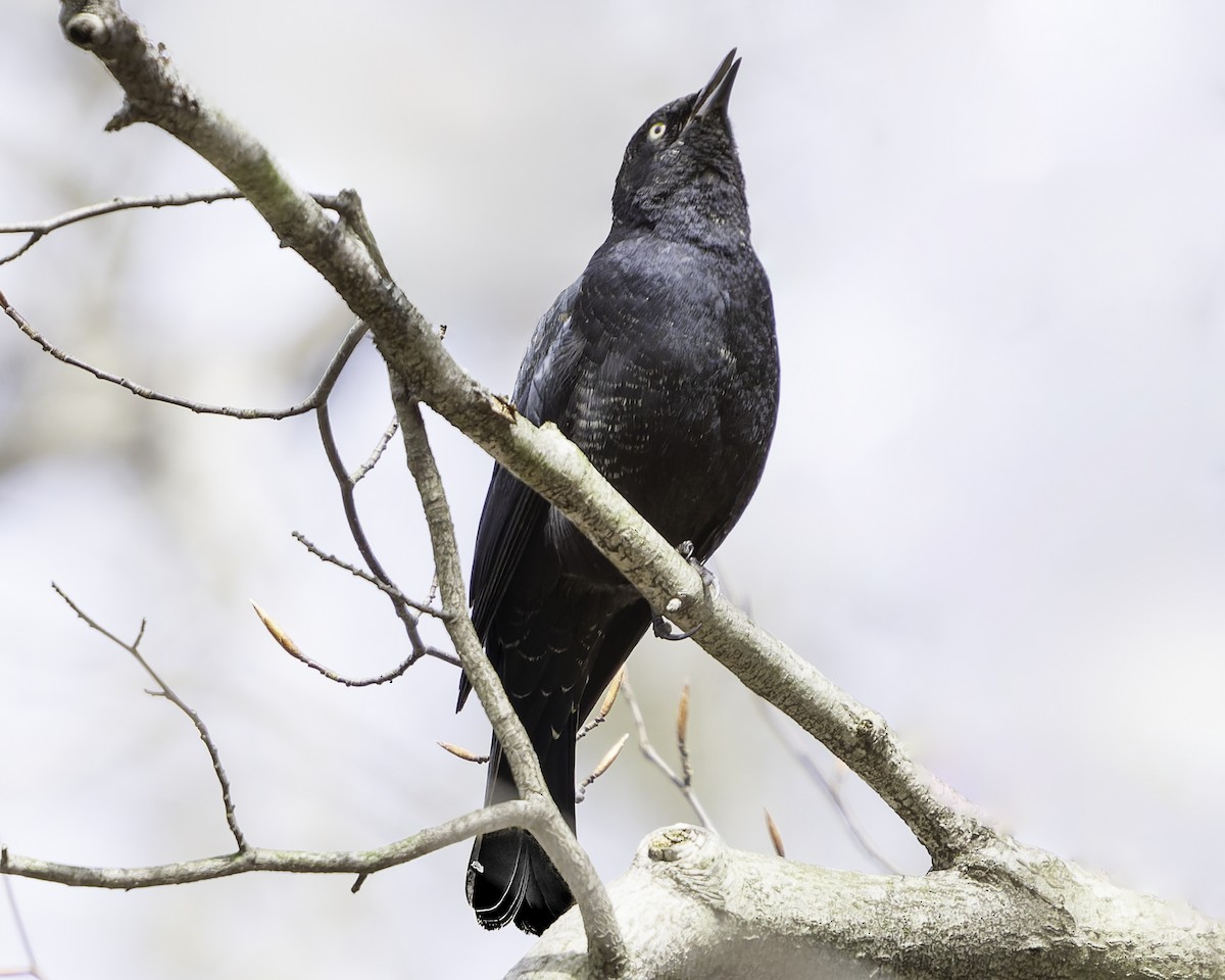 Rusty Blackbird - ML616735134