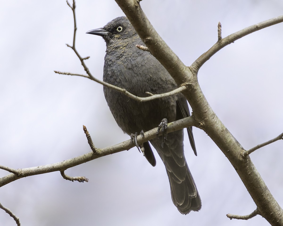 Rusty Blackbird - ML616735136